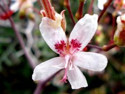 Pelargonium crithmifolium flower antherless with age