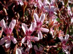 Pelargonium crithmifolium flowers