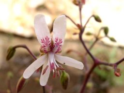 Pelargonium crithmifolium flower and drooping buds
