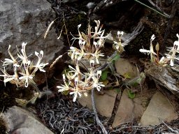 Pelargonium curviandrum flowering plants