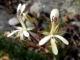 Pelargonium curviandrum flowers