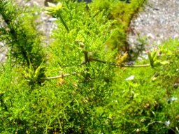 Pelargonium denticulatum buds and fruits