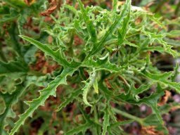 Pelargonium denticulatum leaves