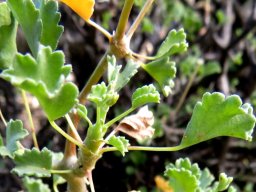Pelargonium desertorum stem-tip