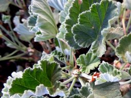 Pelargonium echinatum, the bobbejaan-t&#039;neitjie