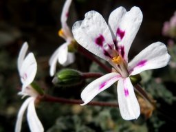 Pelargonium echinatum flowering white