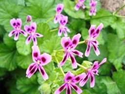 Pelargonium echinatum flowering pink