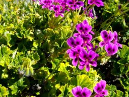 Pelargonium echinatum darker flowers