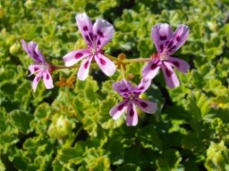 Pelargonium echinatum