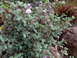 Pelargonium exstipulatum