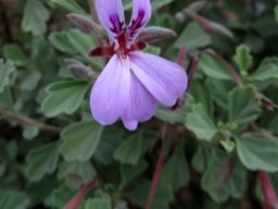 Pelargonium exstipulatum flower