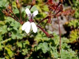 Pelargonium fragrans, a cultivar