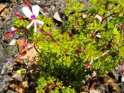 Pelargonium fruticosum managing one flower