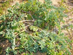 Pelargonium gibbosum leaves
