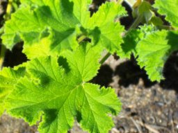 Pelargonium panduriforme fiddle-leaved or oak-leaved