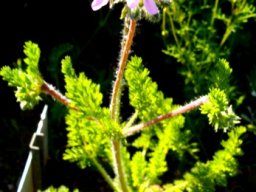 Pelargonium hirtum