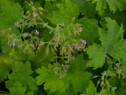 Pelargonium hispidum