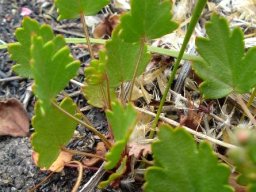 Pelargonium incarnatum leaves