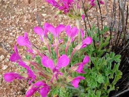 Pelargonium incrassatum