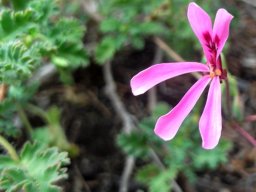 Pelargonium ionidiflorum flower