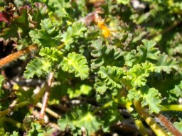 Pelargonium ionidiflorum lobed leaves