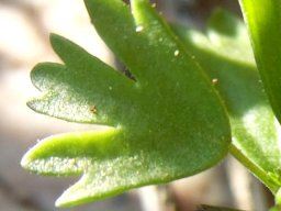 Pelargonium karooicum leaf