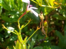 Pelargonium laevigatum flower