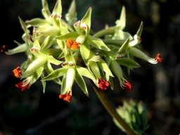 Pelargonium leipoldtii flowers and buds