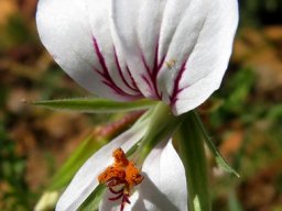 Pelargonium longicaule flower