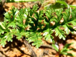 Pelargonium longicaule leaf