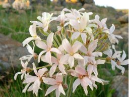 Pelargonium luridum flowering nearly white