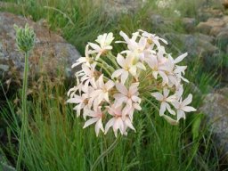 Pelargonium luridum in habitat