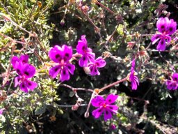 Pelargonium magenteum