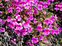 Pelargonium magenteum in many flower mode