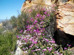 Pelargonium magenteum in the Ceres Karoo near the Katbakkies Pass