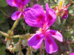 Pelargonium magenteum buds and flowers