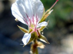 Pelargonium myrrhifolium var. coriandrifolium