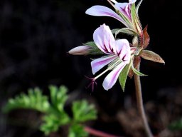 Pelargonium myrrhifolium var. myrrhifolium flowers