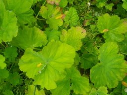 Pelargonium odoratissimum