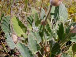 Pelargonium ovale subsp. ovale leaves