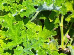 Pelargonium panduriforme
