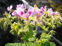 Pelargonium papilionaceum dominant upper petals