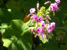 Pelargonium papilionaceum sunny living