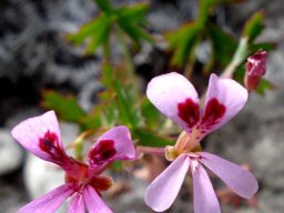 Pelargonium patulum losing petal colour