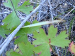 Pelargonium patulum leaves