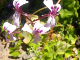 Pelargonium peltatum