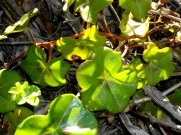 Pelargonium peltatum leaves
