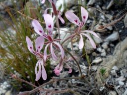 Pelargonium pinnatum inflorescence