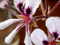 Pelargonium pinnatum