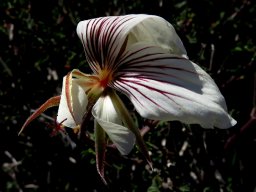 Pelargonium praemorsum subsp. praemorsum windblown flower